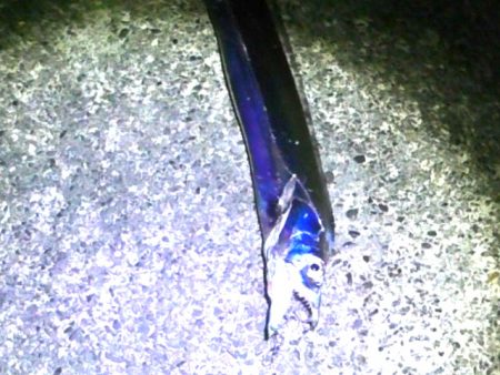 石津浜コウイカエギング、その後湾内に移動太刀魚釣り